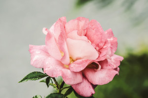 OMG!T1夺冠,官方宣布推出特别纪念品! OMG!T1夺冠,官方宣布推出特别纪念品!